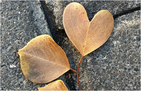 Instagram Break: Heart of Leaves