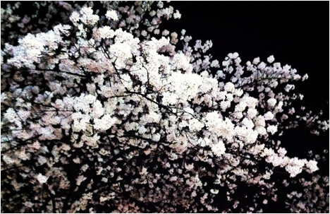 My Japanese Break: Cherry Blossom Madness