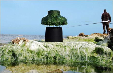 Nir Meiri | Shiny Seaweed
