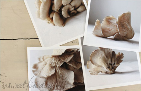 Oyster Mushroom Series no1 | 4 Fine Art Prints